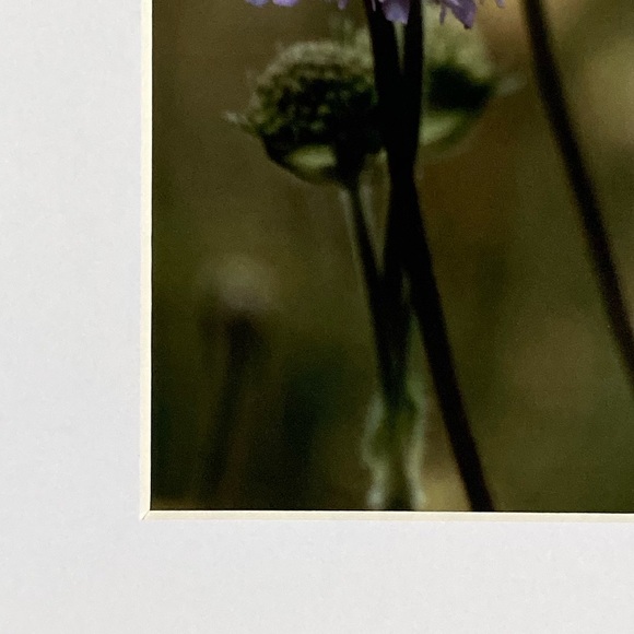 “TALL, DARK & HANDSOME” ~ ORIGINAL ART by ~ @lisamichellebeckerphotography - Picture 4 of 13